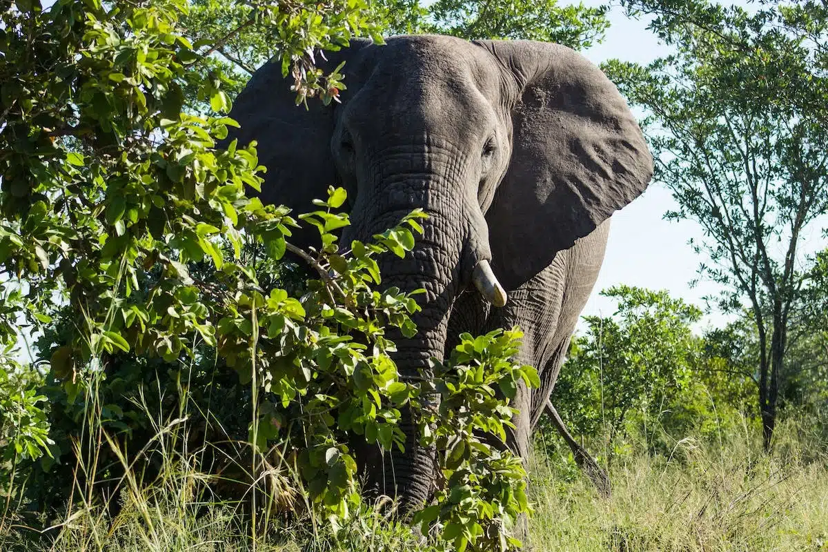 safari  biodiversité