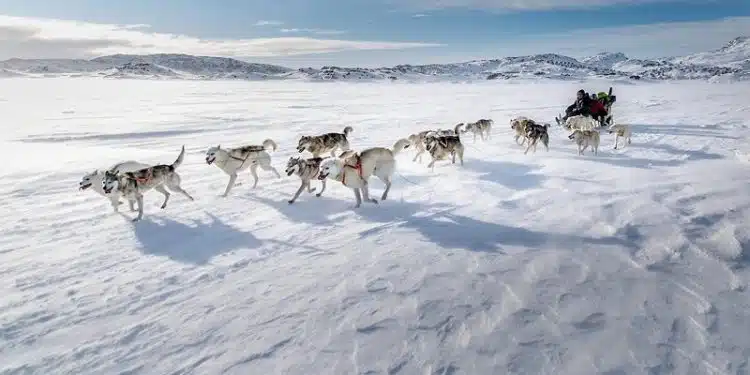 Comment fonctionne un traîneau à chiens au Groenland ?